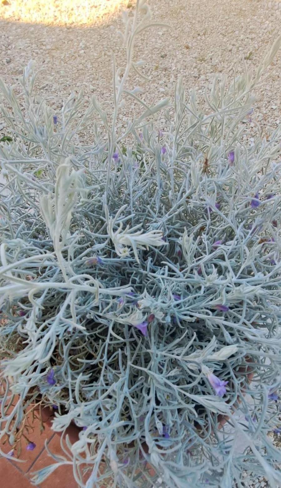 Agriturismo Maremma Amara Saturnia Kültér fotó