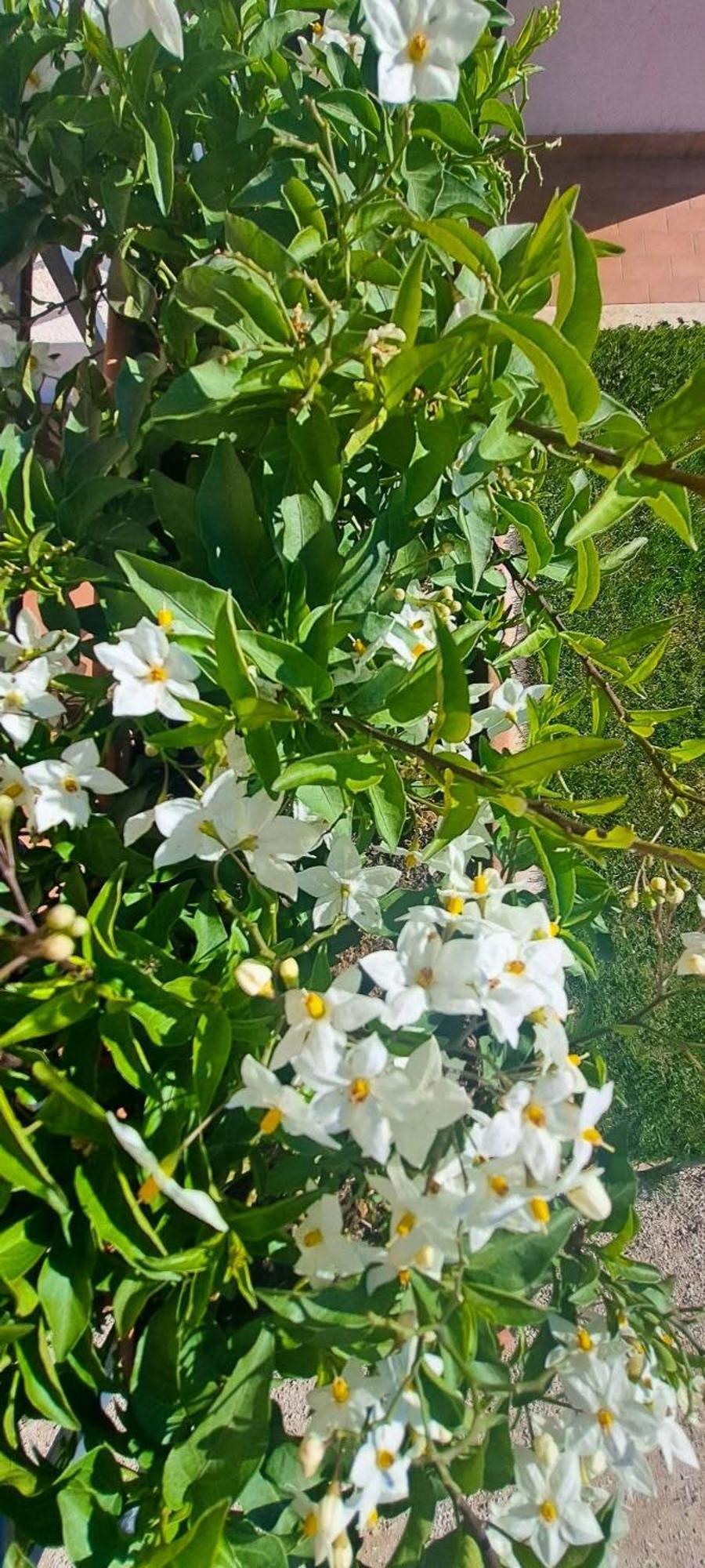 Agriturismo Maremma Amara Saturnia Kültér fotó